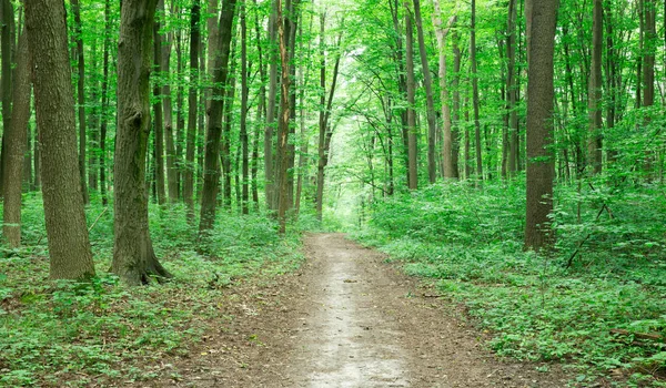 Green Forest Trees Nature Green Wood Sunlight Backgrounds — Stock Photo, Image