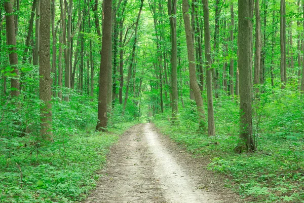 Green Forest Trees Nature Green Wood Sunlight Backgrounds — Stock Photo, Image