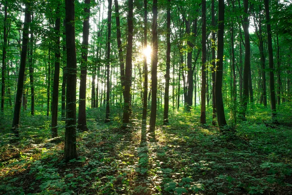 Árboles Forestales Naturaleza Madera Verde Luz Del Sol Fondos —  Fotos de Stock