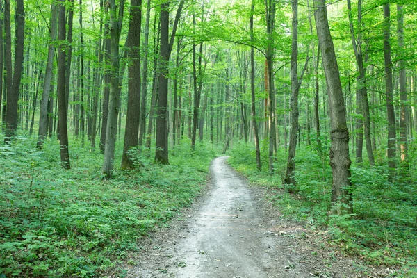 Árboles Verdes Del Bosque Naturaleza Madera Verde Luz Del Sol — Foto de Stock