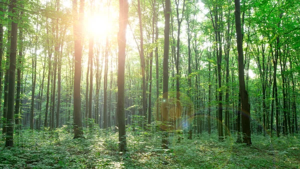 Pohon Hutan Alam Hijau Kayu Sinar Matahari Latar Belakang — Stok Foto