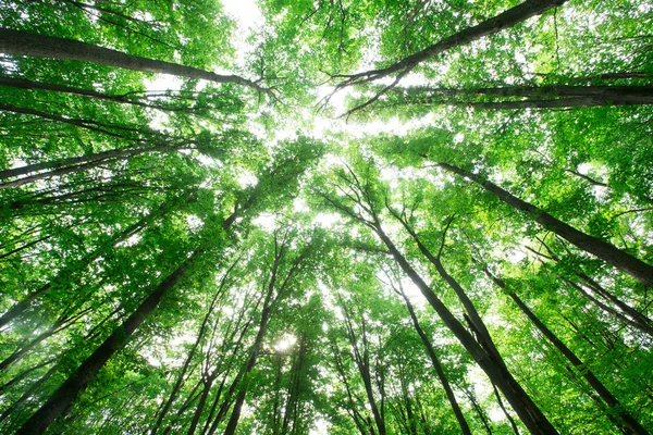 Bosbomen Natuur Groen Hout Zonlicht Achtergronden — Stockfoto