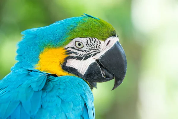 Papağan Kuşu Tünekte Oturuyor — Stok fotoğraf