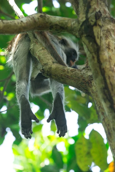 Red Colobus Piliocolobus Kirki Monkey Deposed Wood Jozani Forest Zanzibar — Stock Photo, Image