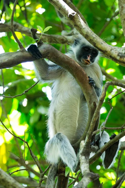坦桑尼亚桑给巴尔Jozani森林荒废木材上的红山核桃Piliocolobus Kirki猴 — 图库照片