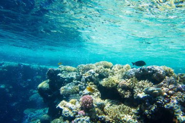 Kopya alanı olan sakin sualtı sahnesi