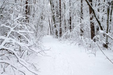 güzel kış orman ve yol