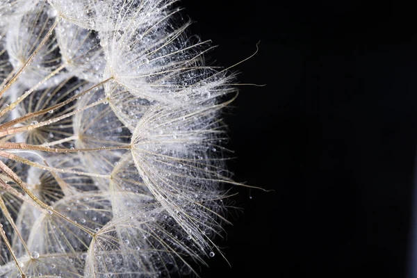 Fotografia Makro Mniszek Nasion Kropli Wody — Zdjęcie stockowe