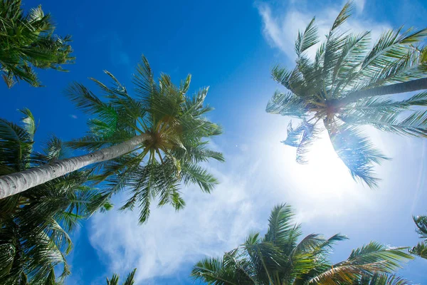 Isla Tropical Maldivas Con Playa Arena Blanca Mar — Foto de Stock