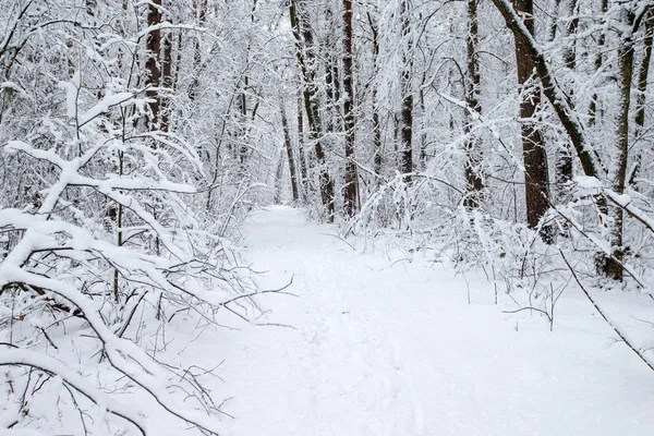 Belle Forêt Hiver Route — Photo