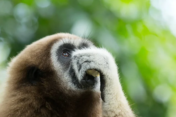 Gibbon Zár Megjelöl Arc Zoo — Stock Fotó