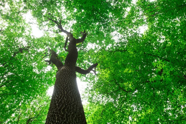Árboles Forestales Naturaleza Madera Verde Luz Del Sol Fondos —  Fotos de Stock
