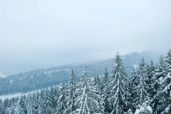 Piękne Zimowe Lasu Drogi — Zdjęcie stockowe