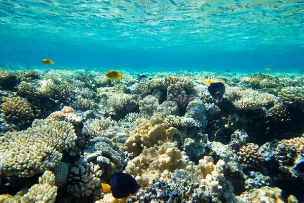 Tranquila Escena Submarina Con Espacio Para Copiar — Foto de Stock