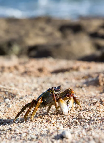 Closeup View Crab Beach — Stock Photo, Image