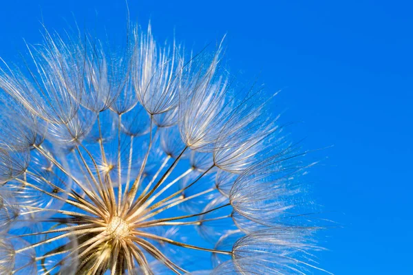 Semillas Diente León Cerca Soplando Fondo Azul — Foto de Stock