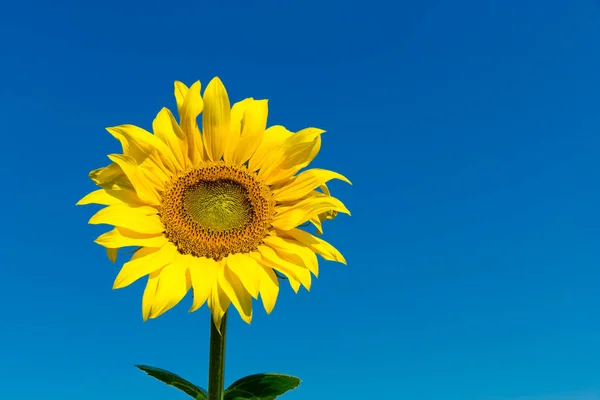 Solrosfält Med Grumlig Blå Himmel — Stockfoto