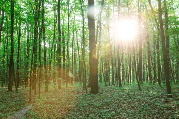 Árvores Verdes Floresta Natureza Verde Madeira Fundos Luz Solar — Fotografia de Stock