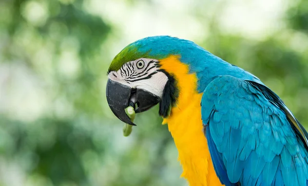 Papageienvogel Sitzt Auf Dem Barsch — Stockfoto