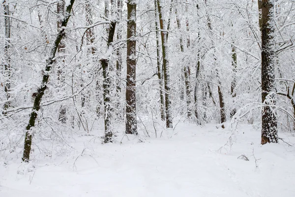 Зимний Лес Дорога — стоковое фото
