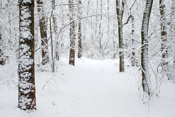 Όμορφο Χειμώνα Δάσος Και Δρόμος — Φωτογραφία Αρχείου