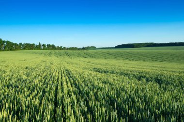 Çimenler ve mükemmel gökyüzü.