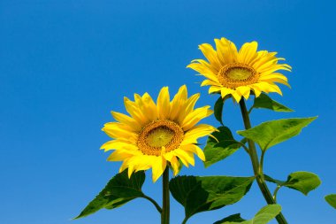 Bulutlu mavi gökyüzü olan ayçiçeği tarlası