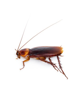 Hamamböceği beyaz arkaplanda izole edildi