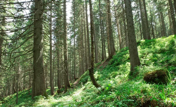 Forest Trees Nature Green Wood Sunlight Backgrounds — Stock Photo, Image