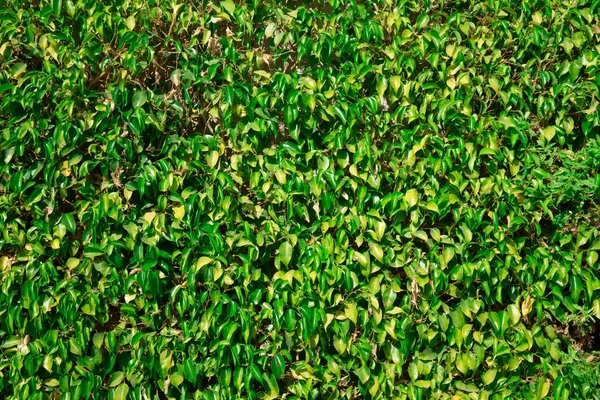 Gras Textuur Van Een Veld — Stockfoto