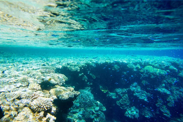 Ruhige Unterwasserszene Mit Kopierraum — Stockfoto