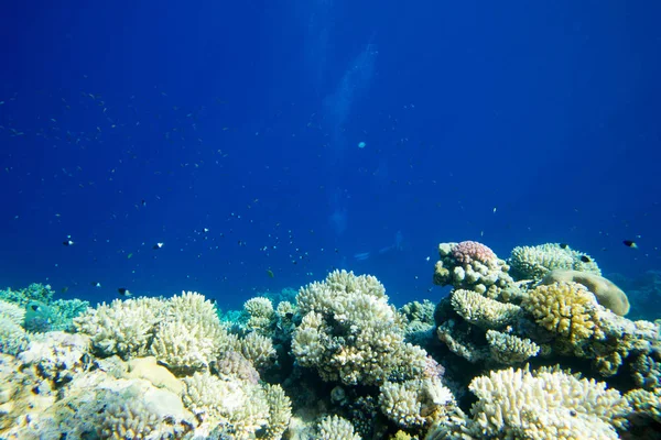 Спокойная Подводная Сцена Копировальным Пространством — стоковое фото