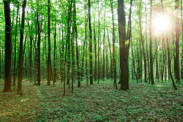 Alberi Verdi Della Foresta Natura Verde Legno Luce Del Sole — Foto Stock