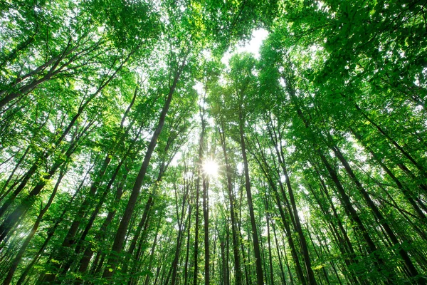 Árboles Forestales Naturaleza Madera Verde Luz Del Sol Fondos — Foto de Stock