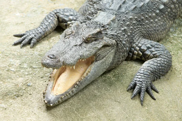 Nahaufnahme Eines Alligators — Stockfoto