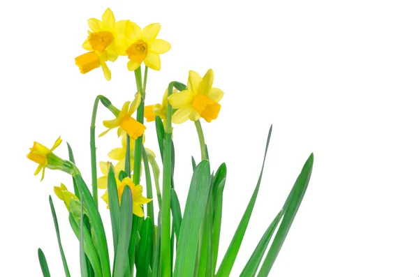 Fresh Narcissus Isolated White Background — Stock Photo, Image