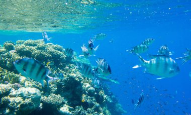 Kopya alanı olan sakin sualtı sahnesi