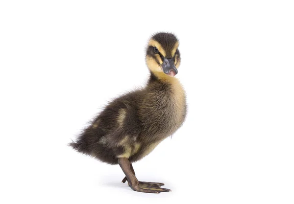 Niedliches kleines neugeborenes flauschiges Entlein. eine junge Ente isoliert auf — Stockfoto