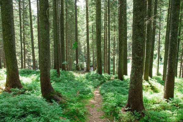 Lesní stromy. příroda zelené dřevo slunce pozadí — Stock fotografie