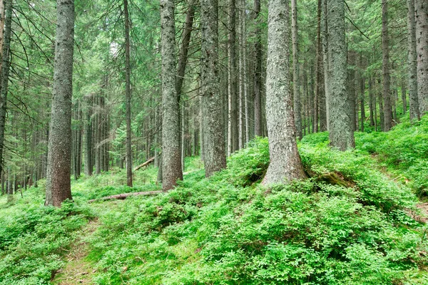 Leśne drzewa. natura zielone drewno sunlight tła — Zdjęcie stockowe