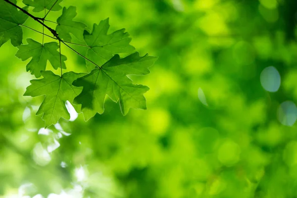 Foglie verdi sullo sfondo verde — Foto Stock