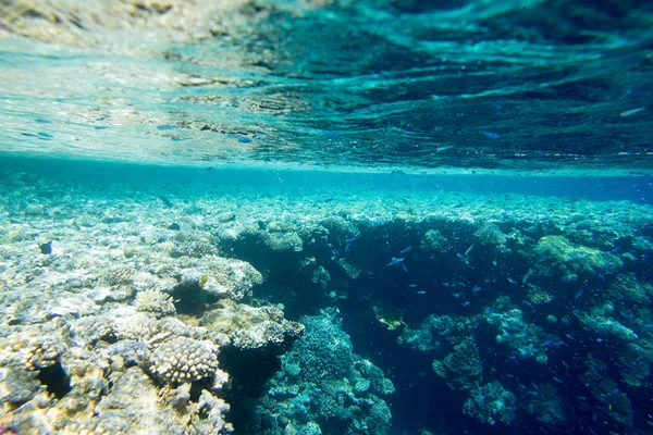 Ruhige Unterwasserszene mit Kopierraum — Stockfoto