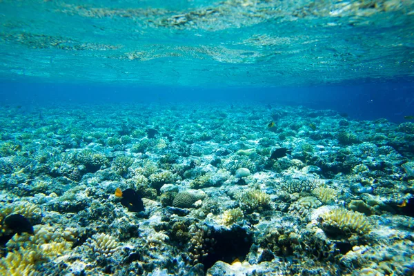 Tranquil underwater scene with copy space — Stock Photo, Image