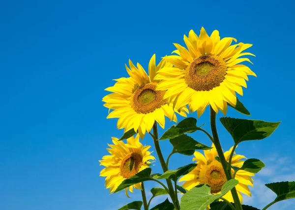 Zonnebloem over bewolkt blauwe hemel — Stockfoto