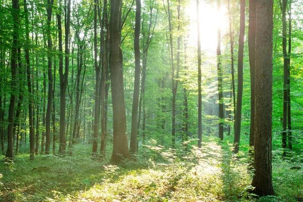 Alberi della foresta. natura verde legno luce del sole sfondi — Foto Stock