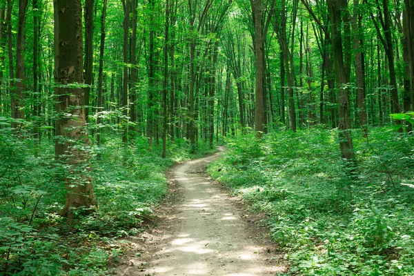 Green Forest trees. nature green wood sunlight backgrounds — Stock Photo, Image