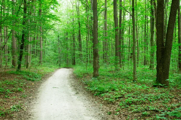 Forest trees. nature green wood sunlight backgrounds — Stock Photo, Image