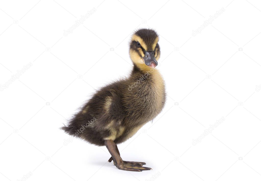 Cute little newborn fluffy duckling. One young duck isolated on 