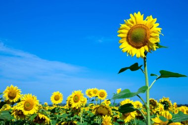 Bulutlu mavi gökyüzü olan ayçiçeği tarlası