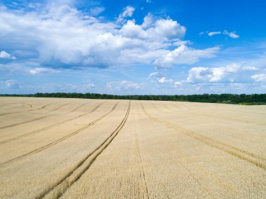 Altın buğday tarlası ve güneşli gün